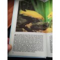 AN INTERPET GUIDE to AFRICAN CICHLIDS Dr Paul V LOISELLE ( Tropical Freshwater Fishes fish)