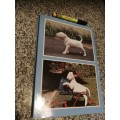 BULL TERRIERS OF SOUTH AFRICA 1860 - 1999 COLIN BOHLER ( Bull Terrier Terriers  Pedigree Showdogs  )
