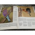 THE COMPLETE BOOK OF SOUTHERN AFRICAN BIRDS compiled by P J GINN ( Birding Bird watching  reduced