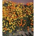 Namaqualand Daisy, Dimorphotheca hybrids - 500 seeds
