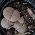 Lithops #02 live plant  - see picture