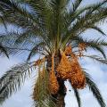 Date palm (mixed varieties) - 25 seeds