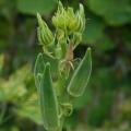 Okra `clemson spineless` - 20 seeds