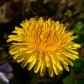 Dandelion (Taraxacum officionale) - 50 seeds