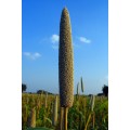 Pearl millet - 200 seeds