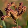 Finger millet (Eleusine coracana) - 300 seeds