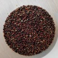 Finger millet (Eleusine coracana) - 300 seeds
