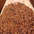 Brown teff - 500 seeds