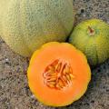 Minnesota midget melon - 5 seeds