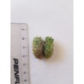 Mammilaria gracillis : 2 offsets/cuttings - see description