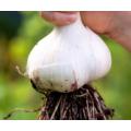 Elephant garlic : 2  medium cloves (see description)