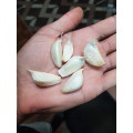 Elephant garlic : 4 extra small cloves (see description)