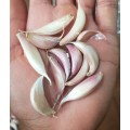 Purple hardneck garlic : 10 small cloves  - See description