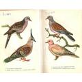 Cage Birds in Colour  --  H F and G Whitherby