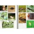 Field Guide to the Insects of the Kruger National Park  - Leo Braak