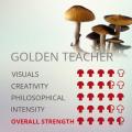 20ml Golden Teacher plus 10ml Bonus Psilocybe Cubensis Mushroom Culture Spore Syringe