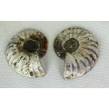 Ammonite fossil pair