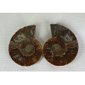 Ammonite fossil pair