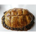 Beautiful preserved small African Tortoise shell.  Rare find!!!