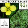 SWEET ROCKET x 50+ seeds