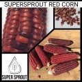 Supersprout Red Corn x 25 seeds