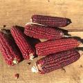 Supersprout Red Corn x 25 seeds