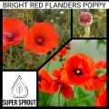 BRIGHT RED FLANDERS POPPY x 100+ seeds