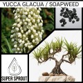 YUCCA GLAUCA / SOAPWEED x 10 seeds