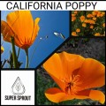 CALIFORNIA POPPY x 50 seeds