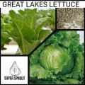 GREAT LAKES LETTUCE x 50 seeds