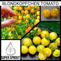 BLONDKOPFCHEN TOMATO  x  15 organic seeds