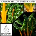 CANARY YELLOW SWISS CHARD  x 35+ organic seeds