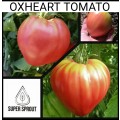 BIG BEEFSTEAK TOMATO COLLECTION PACK  x 6 individual packs