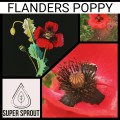 BRIGHT RED FLANDERS POPPY x 100+ seeds