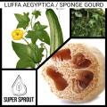 LOOFAH/LUFFA/SPONGE GOURD x 10 seeds