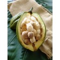 SABA NUT / Guiana Chestnut / Money tree Seeds  - 10 seeds