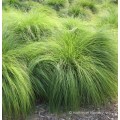 EXOTIC ORNAMENTAL GRASS -  Sporobolus heterolepis - 100 SEEDS