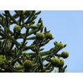 EXOTIC MONKEY PUZZLE TREE - 10 SEEDS - Araucaria araucana