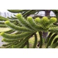 EXOTIC MONKEY PUZZLE TREE - 10 SEEDS - Araucaria araucana