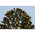 EXOTIC MONKEY PUZZLE TREE - 10 SEEDS - Araucaria araucana