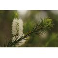 100 TEA TREE SEEDS - Melaleuca alternifolia