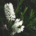 100 TEA TREE SEEDS - Melaleuca alternifolia