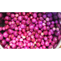 LILLY PILLY BERRY   -  10 SEEDS