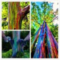 RAINBOW EUCALYPTUS TREE (Eucalyptus Deglupta)  40 seeds