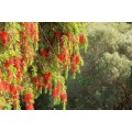 TREES - WEEPING BOTTLE BRUSH /  Calistemon viminalis - 50 SEEDS