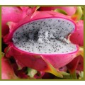 DRAGONFRUIT / PITAYA /   - 20 Seeds  -  hylocereus Undatus " PINK & WHITE