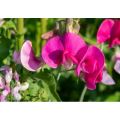 FLOWERS - SWEET PEA `Lathyrus odoratus`  10 SEEDS early bloom MIXED COLORS