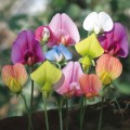FLOWERS - SWEET PEA "Lathyrus odoratus"  50 SEEDS early bloom MIXED COLORS