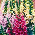 FLOWERS  - FOXGLOVE  EXCELSIOR MIXED COLOURS - 40 SEEDS