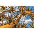 QUIVER TREE  -  ALOIDENDRON DICHOTOMUM - 20  SEEDS